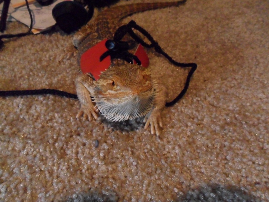 Using a Harness and Leash