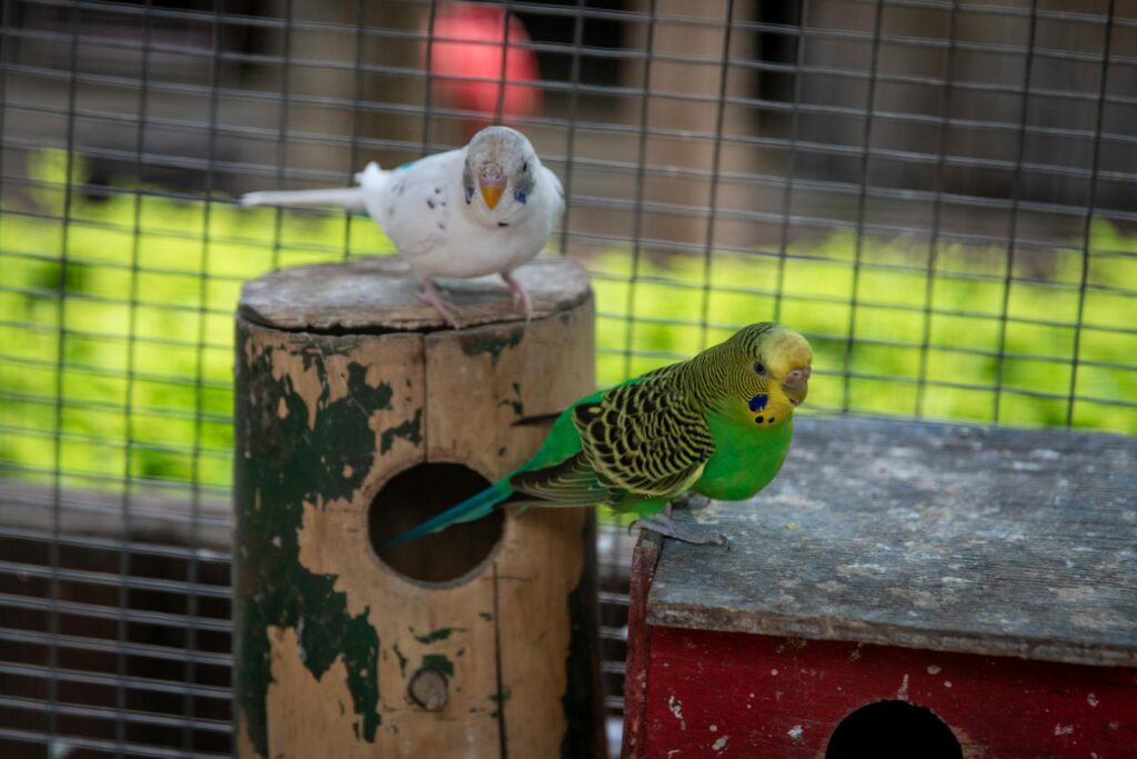 Pair of vibrant budgerigars perched on wooden structures in a fenced outdoor aviary.