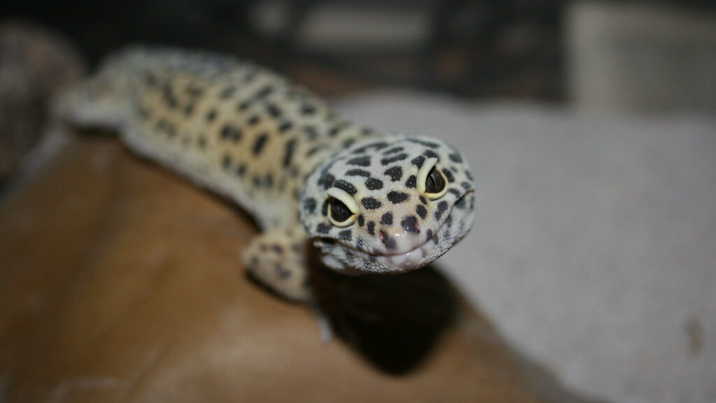 Inquisitive Leopard Gecko facing forward