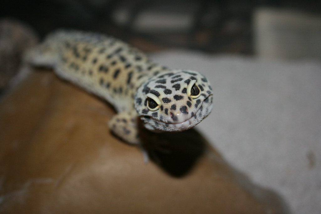 leopard gecko tilting its head