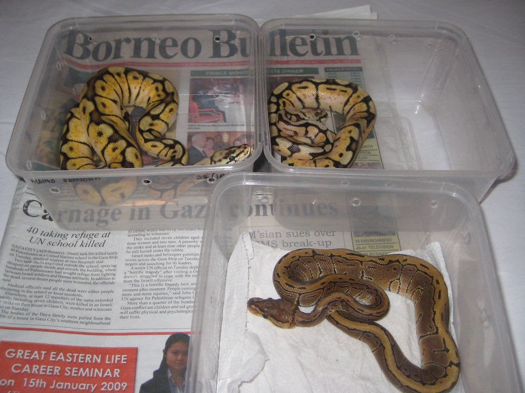 ball pythons in containers