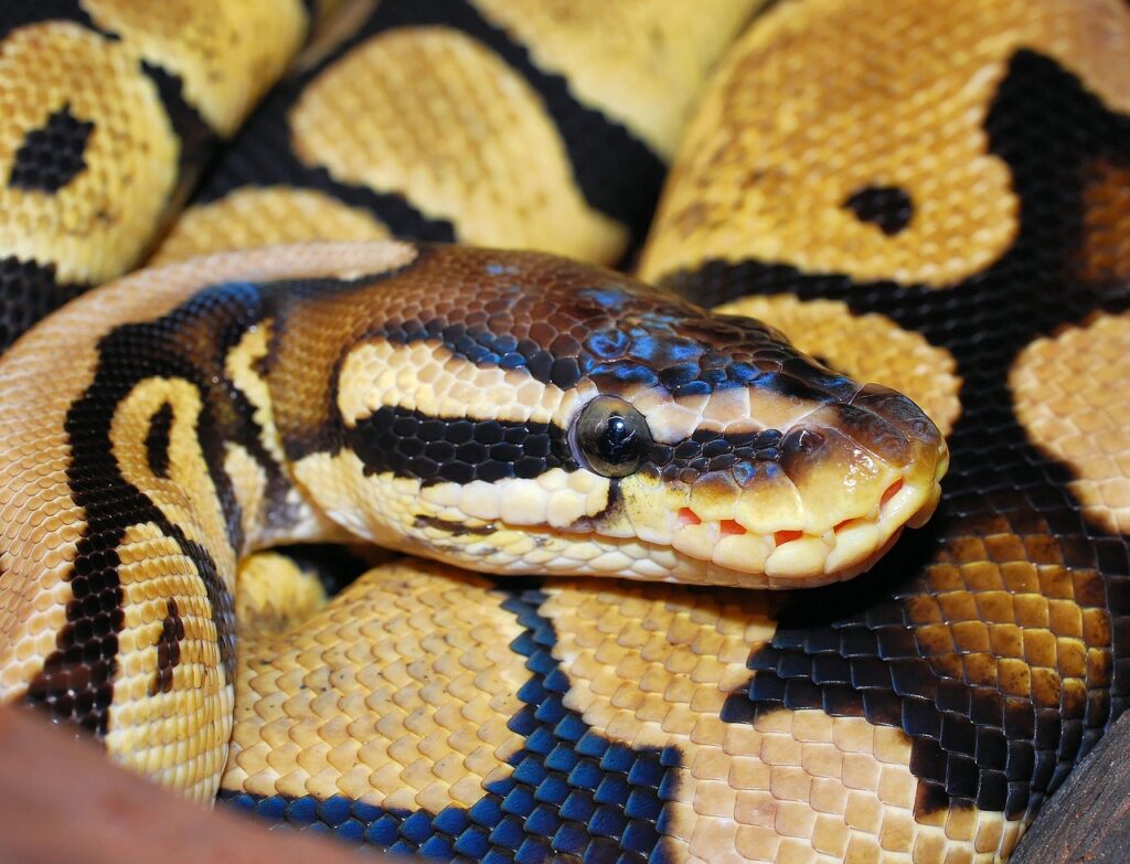 line, python, ball python, animal, dandruff, beauty, reptile, close up, python regius, pastel, africa, choke snake, exotic, non toxic, nature, ball pyhton, brown, terraristik, golden