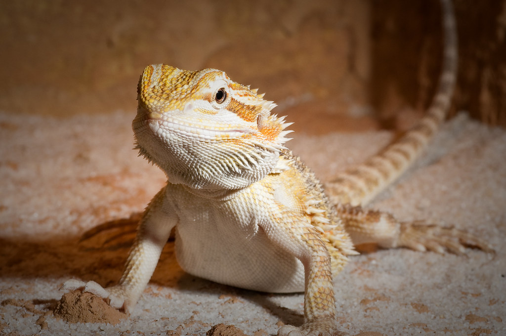 bearded dragon on sandy soil with yellow and white colorations