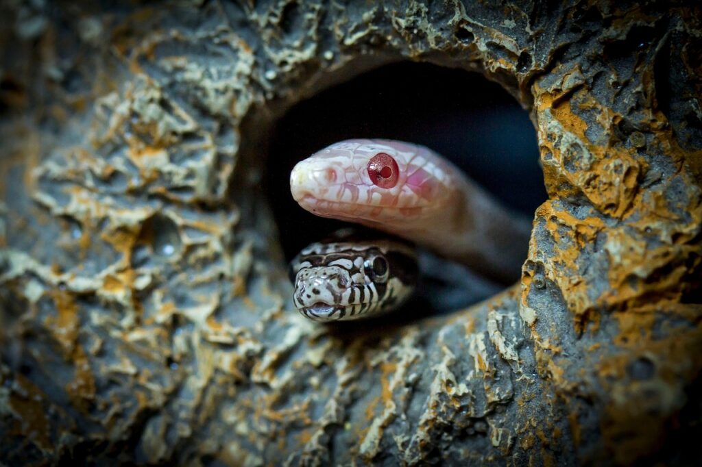 snake, serpent, reptile, cave, animal, pet, baby, hatching, juvenile, albino, hide, young, face, anery, anerythristic, corn snake, nature, morph