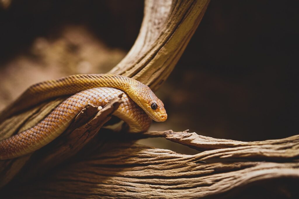 snake, reptile, animal, scale, wildlife, portrait, head, snake head, poison, venomous, cold-blooded, nature, wilderness, snake, snake, snake, snake, snake