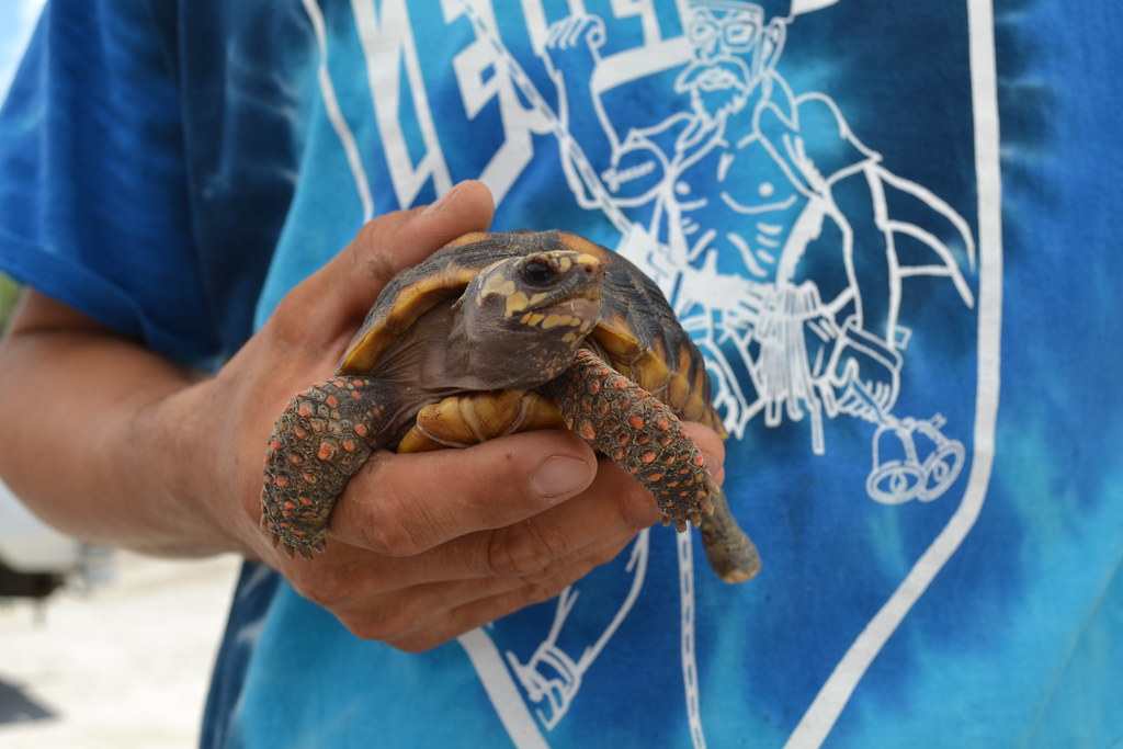 man holding a tortoise