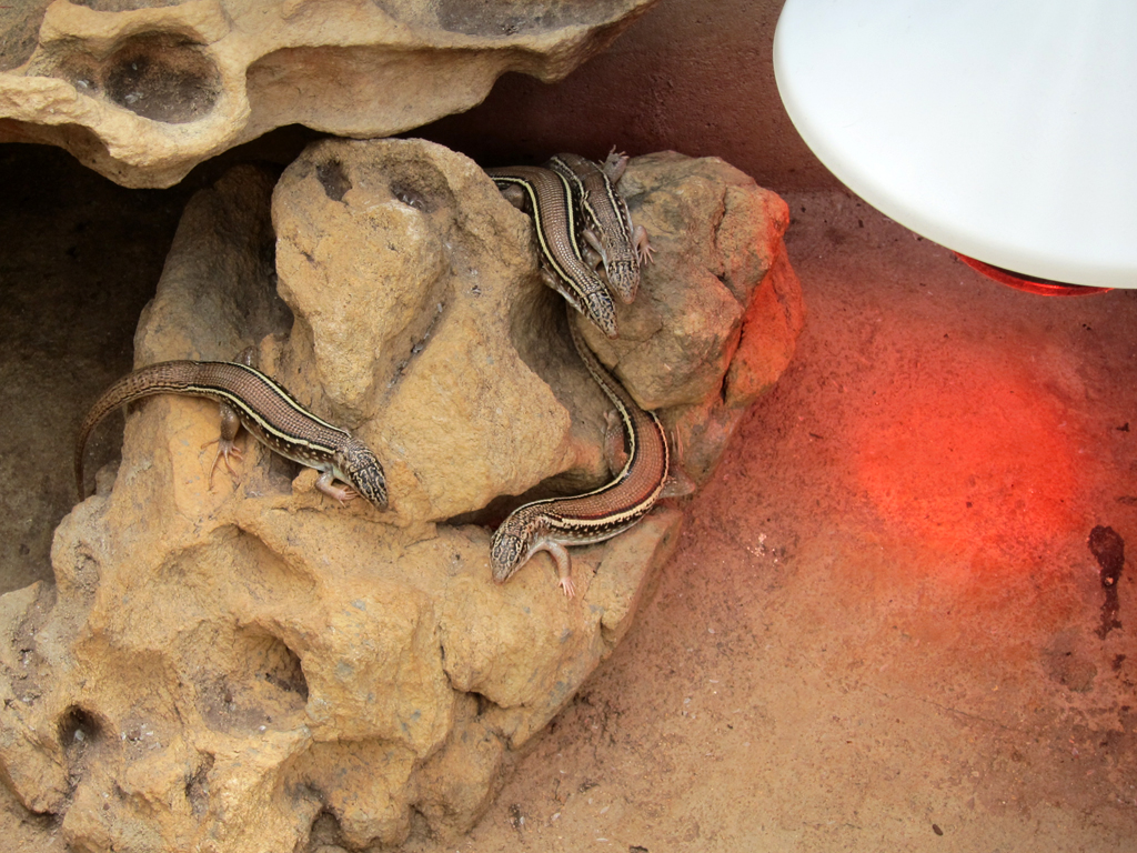 Disadvantages of Heat Lamps