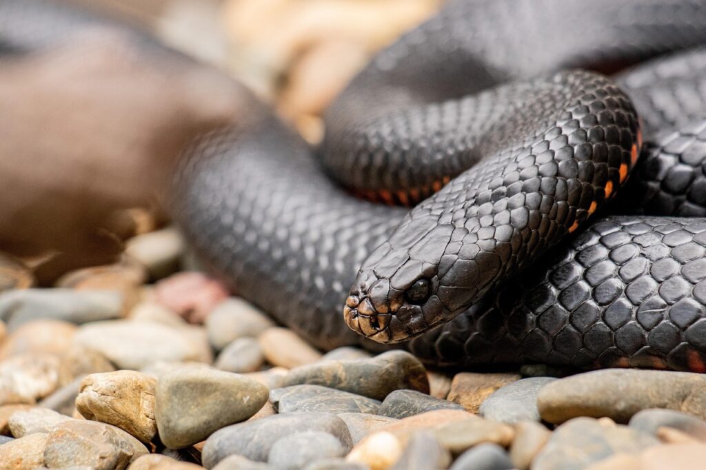 red bellied black snake, snake, animal, reptile, redbelly snake, wildlife, scales, wild, nature, australia, closeup, snake, snake, snake, snake, snake, australia, australia