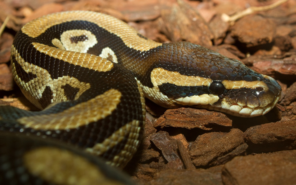 ball python on ships of wood