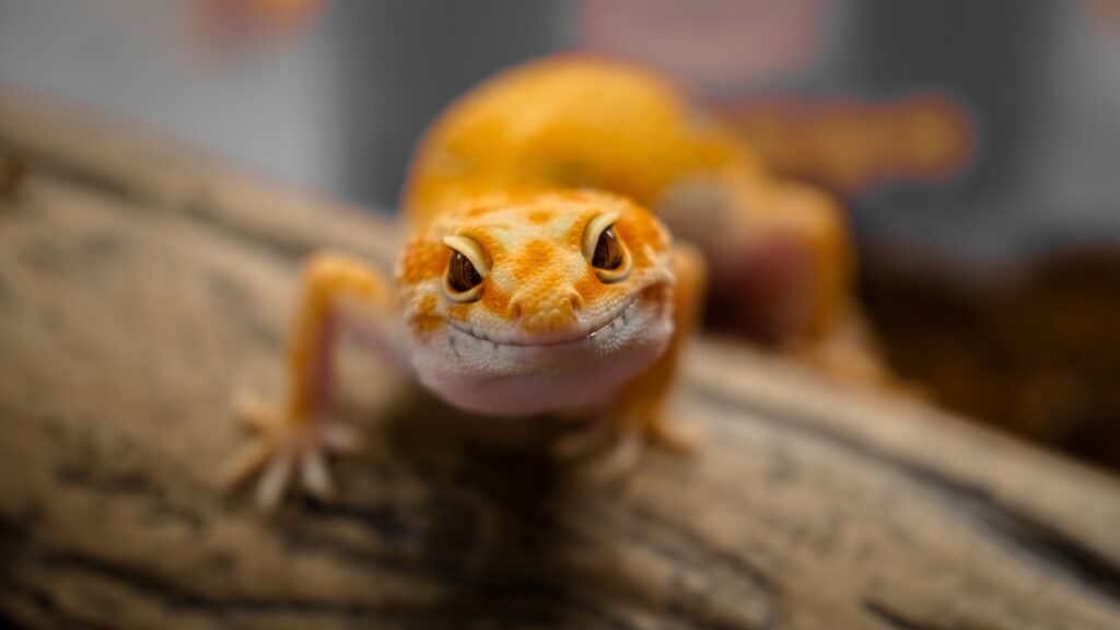 leopard gecko on brown wooden surface