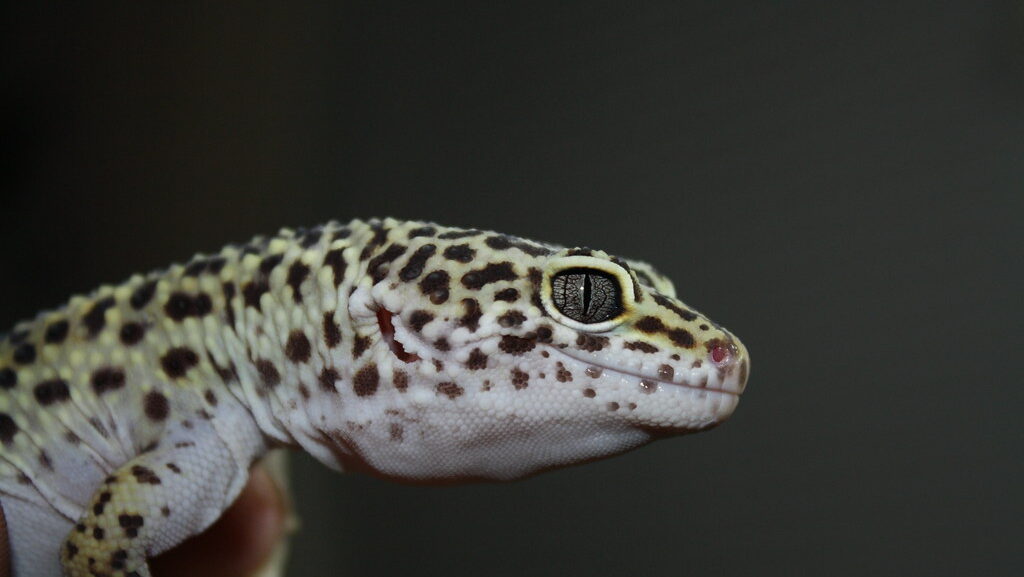 Al the Leopard Gecko