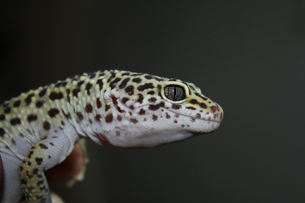 leopard gecko side view