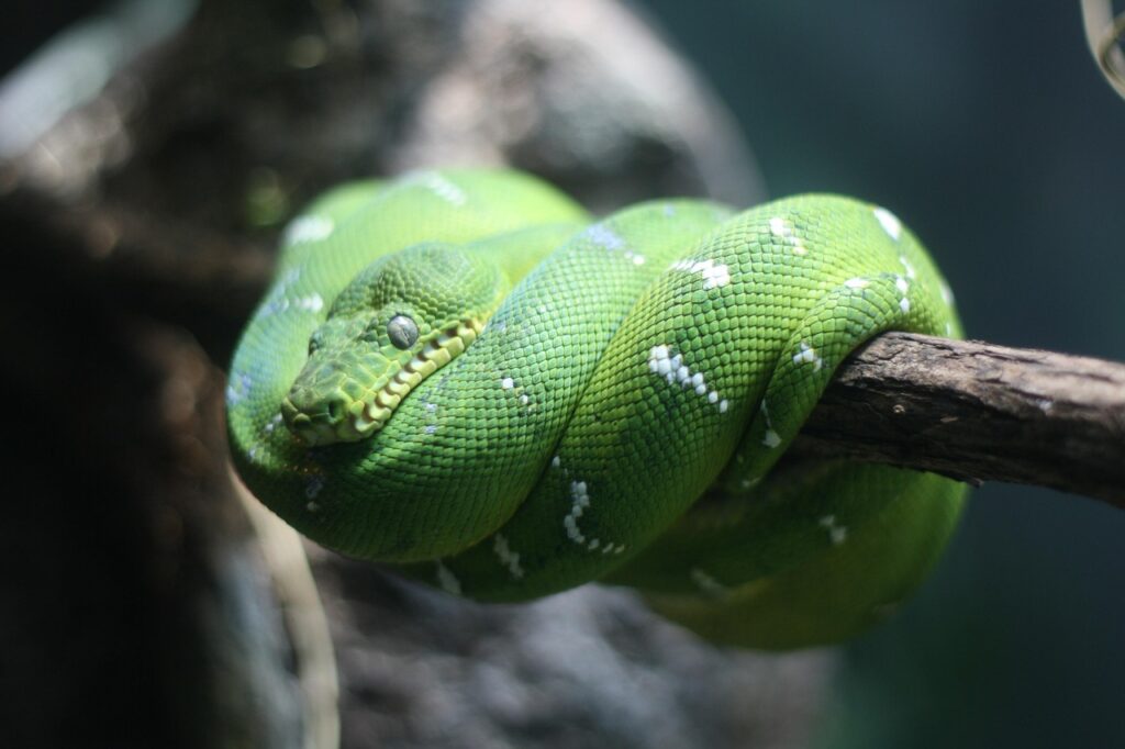 Deforestation's Impact on Arboreal Species
