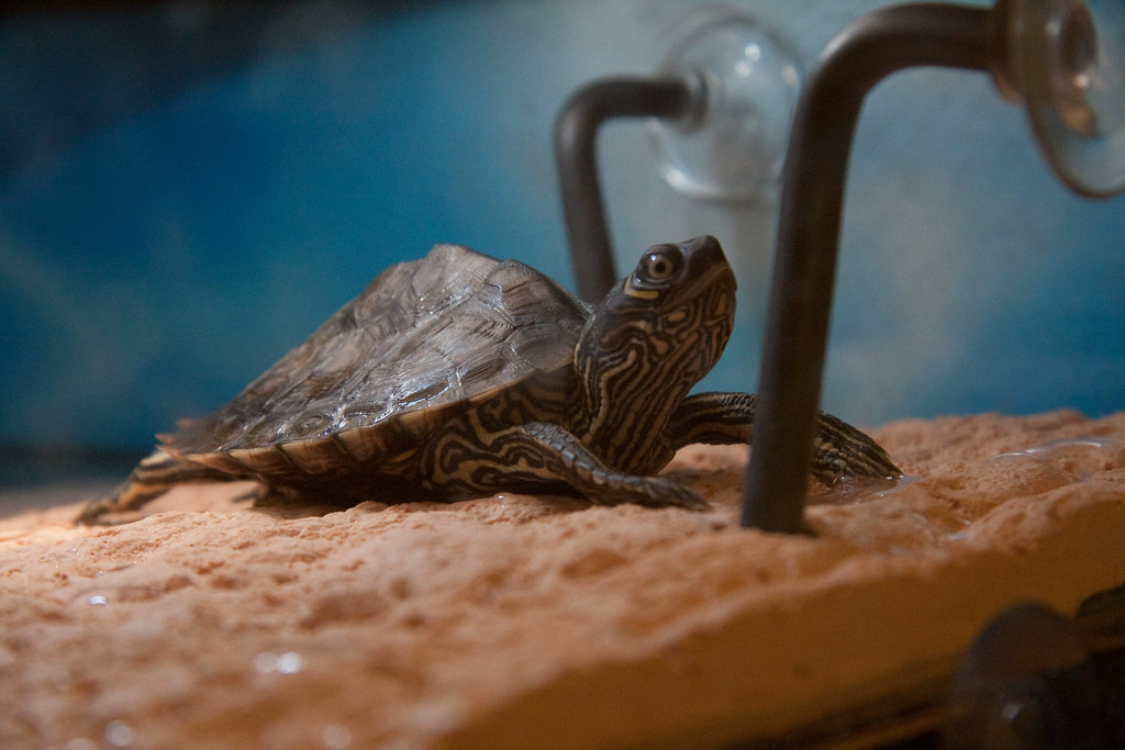 Breeding and Reproduction