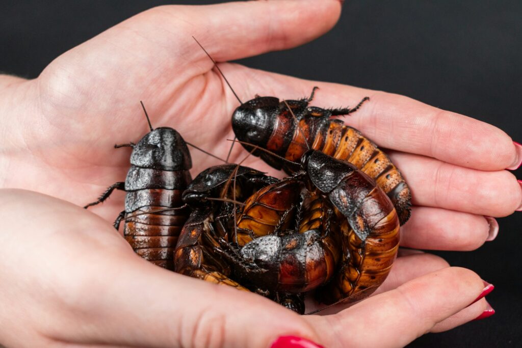 A person holding a bunch of bugs in their hands