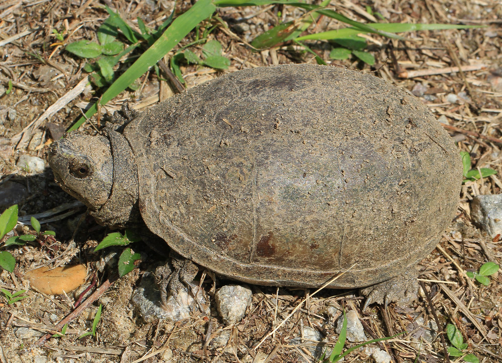 Mud Turtle: The Beginner-Friendly Aquatic