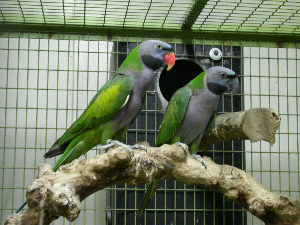 Derbyan Parakeets