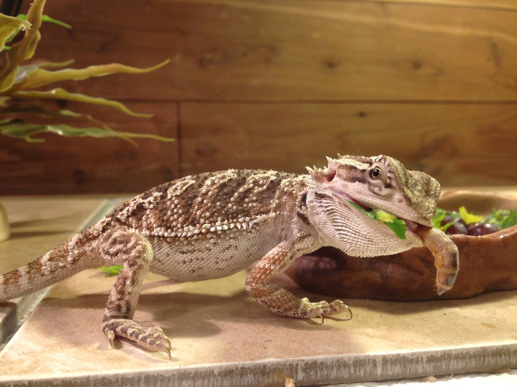 bearded dragon eat a large mealworm
