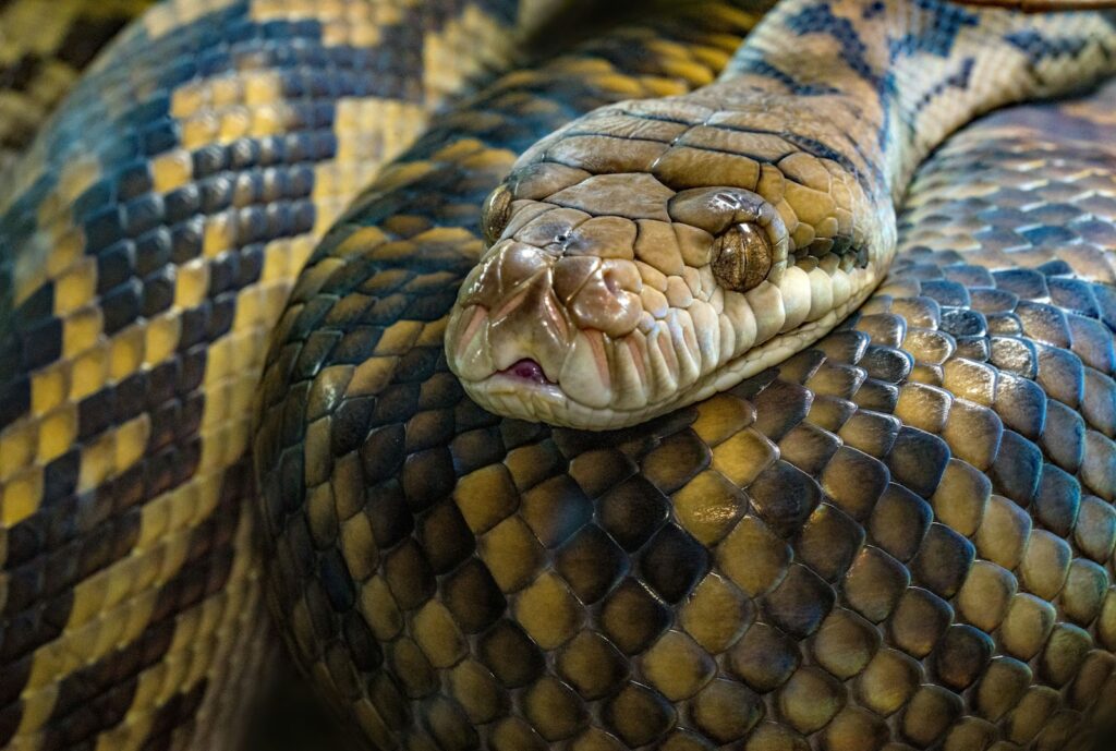 brown python