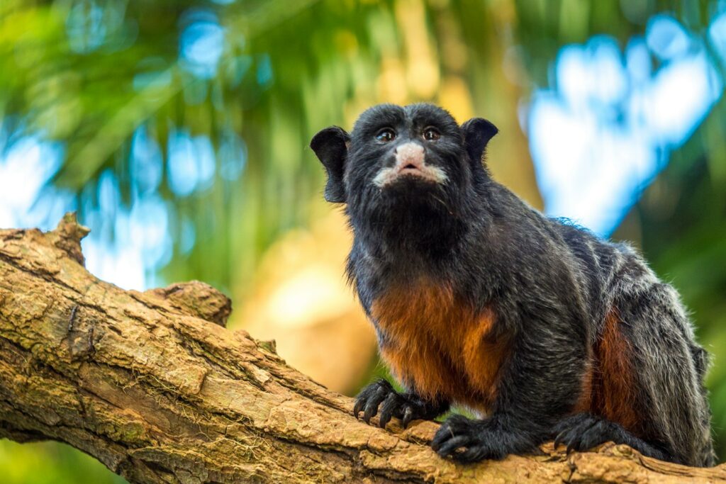 mammal on a tree