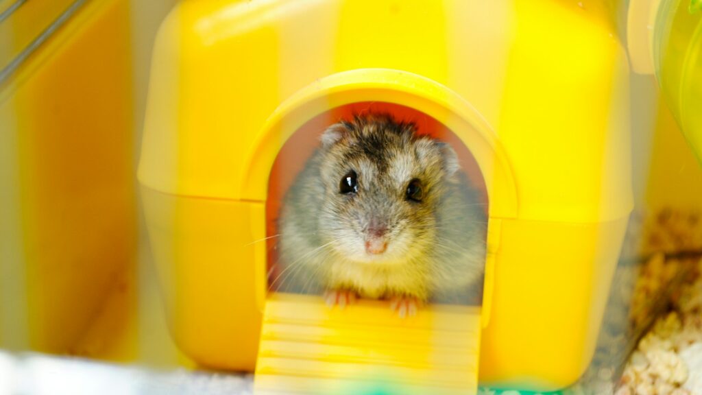 A small, grey and white hamster looking out from a yellow plastic hamster house.