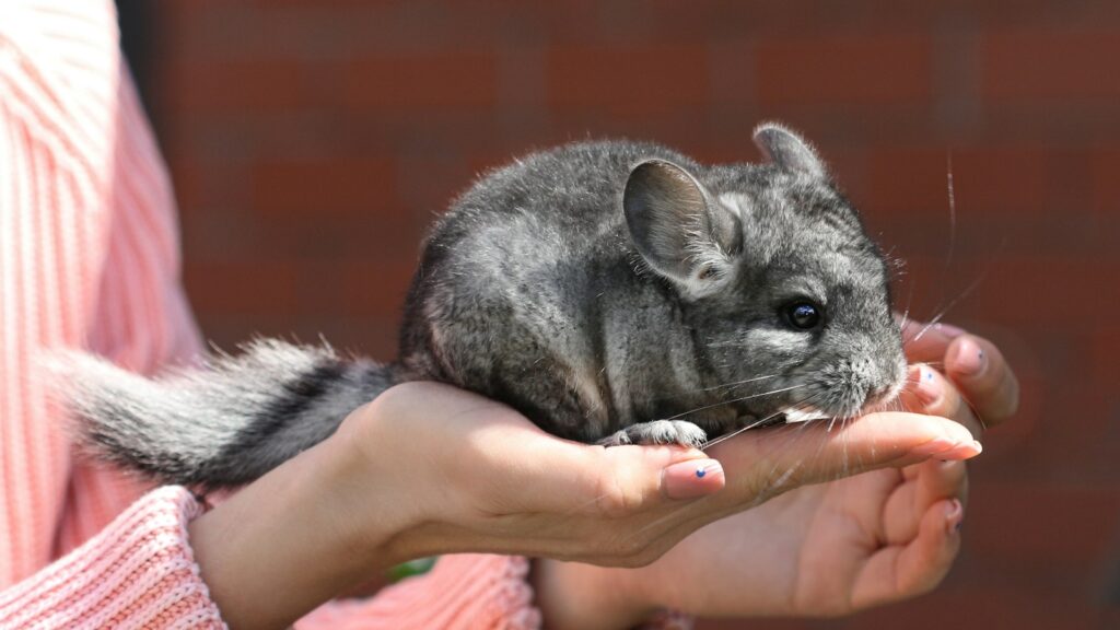 Close-up of a fluffy grey chinchilla in someone's palm.