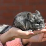 person holding gray and white rabbit