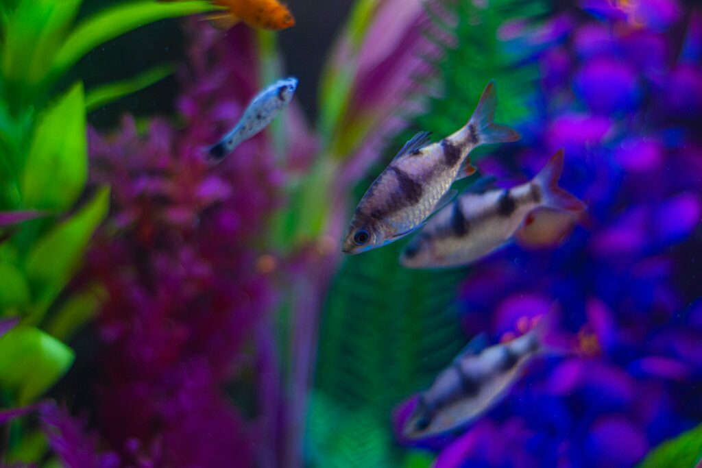 a group of fish swimming in an aquarium