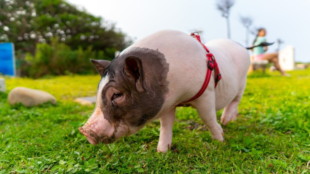 Adorable pet pig exploring a grassy park area in Taiwan with a red harness.