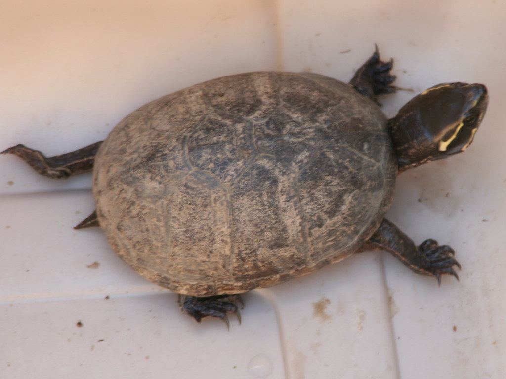 Musk Turtle: Small Package, Big Personality