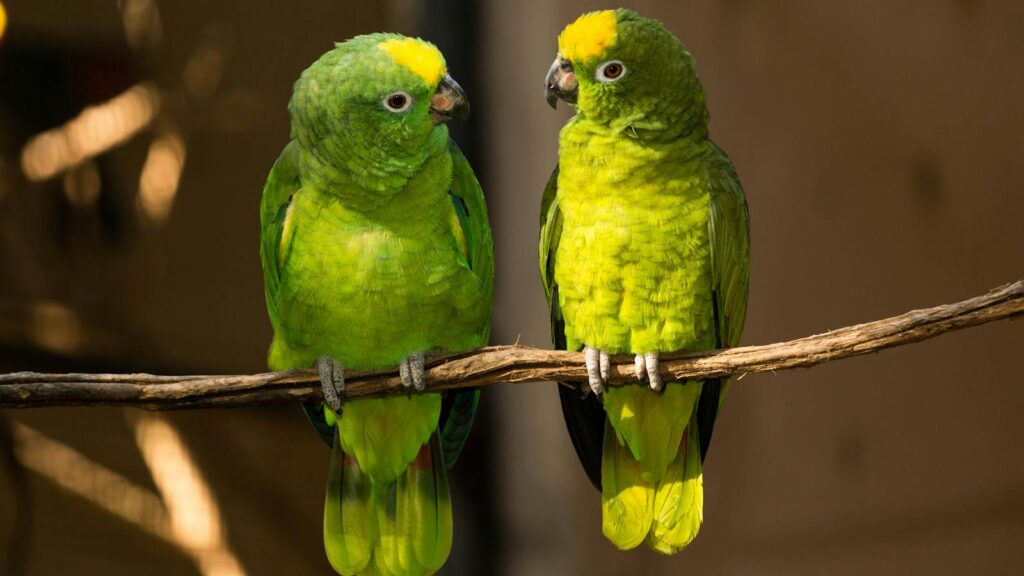 Two vibrant green parrots perched on a branch in their natural habitat.