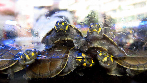 turtles in a glass tank
