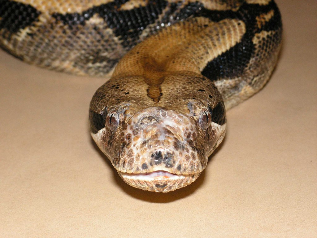 Boa Constrictor close up on a flat surface