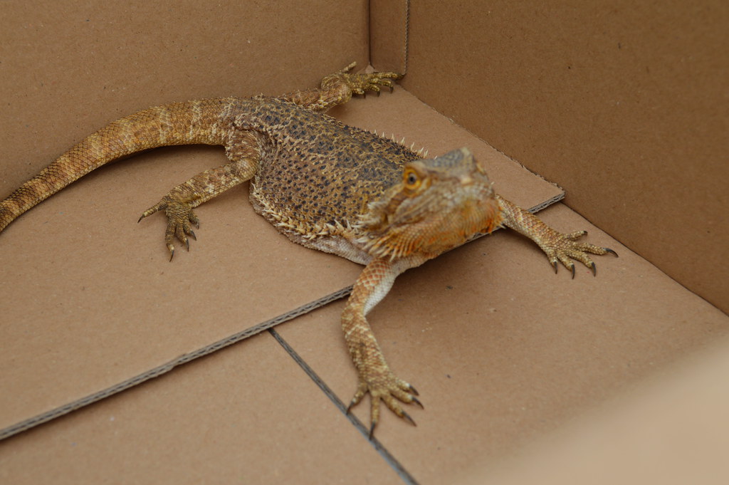bearded dragon in a box