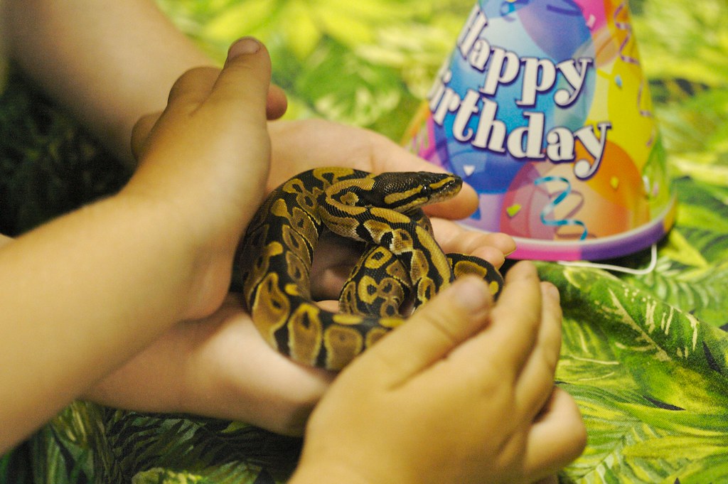 Conclusion: The Enriched Snake is a Healthy Snake