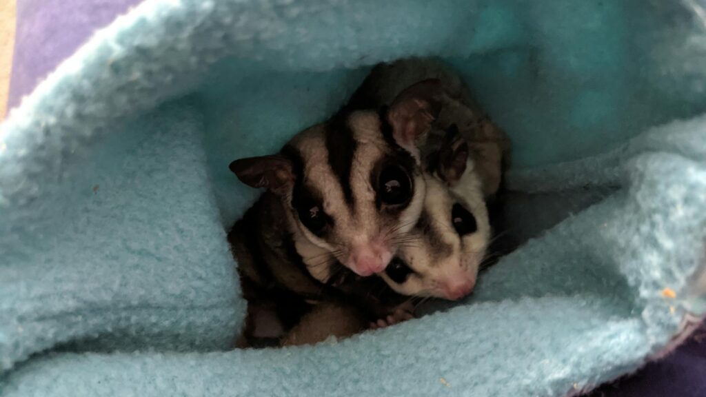 Adorable sugar gliders nestled inside a cozy fabric pouch, showcasing their curious nature.