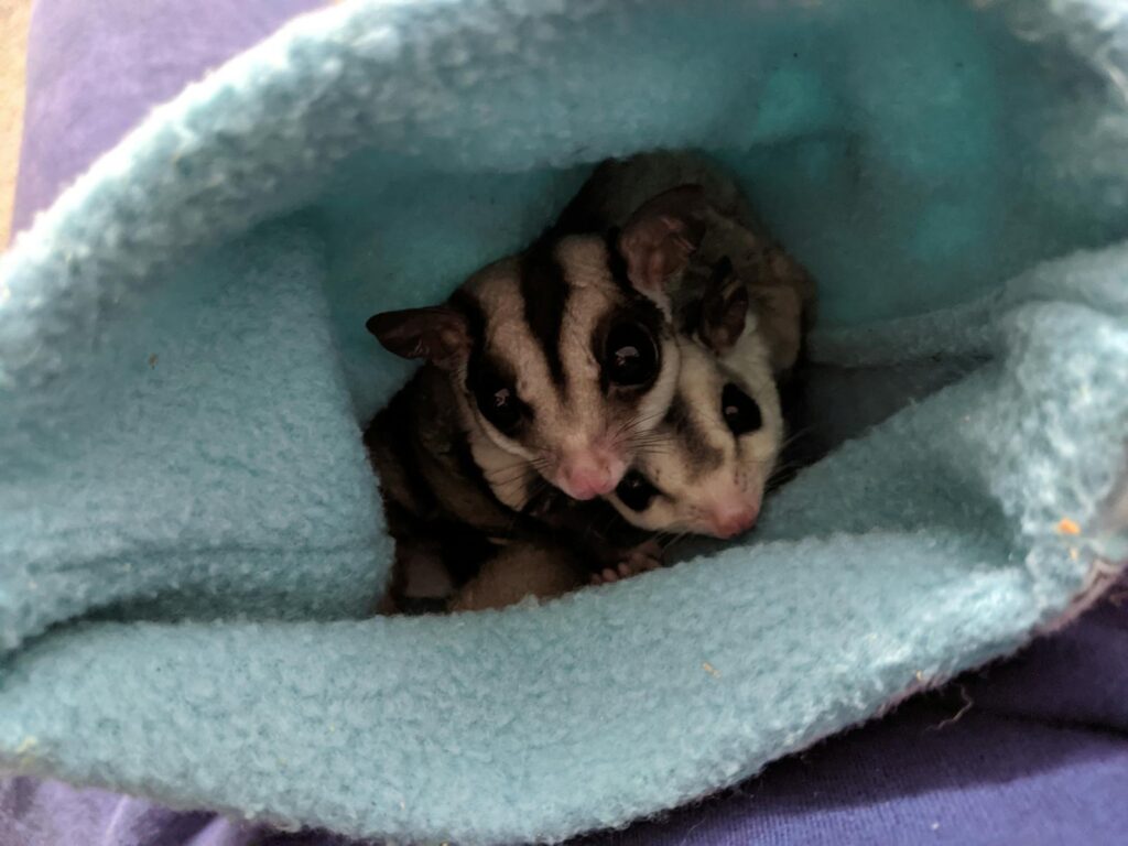 Adorable sugar gliders nestled inside a cozy fabric pouch, showcasing their curious nature.