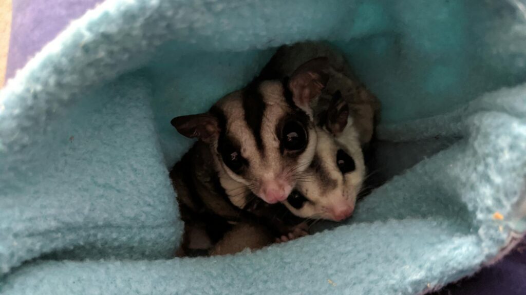 Adorable sugar gliders nestled inside a cozy fabric pouch, showcasing their curious nature.
