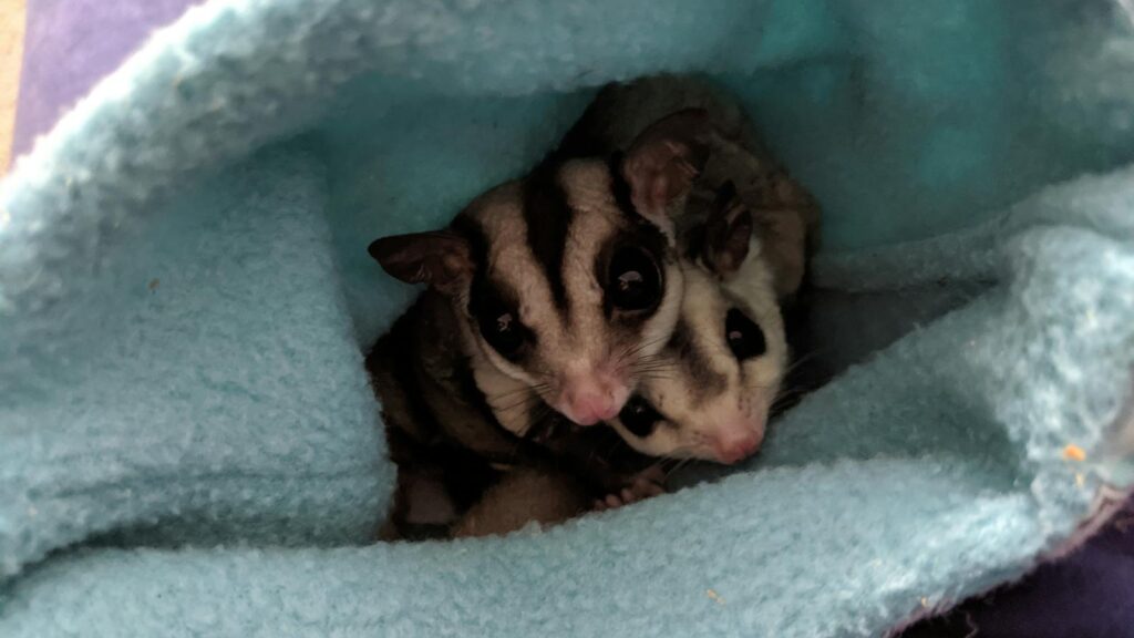 Adorable sugar gliders nestled inside a cozy fabric pouch, showcasing their curious nature.