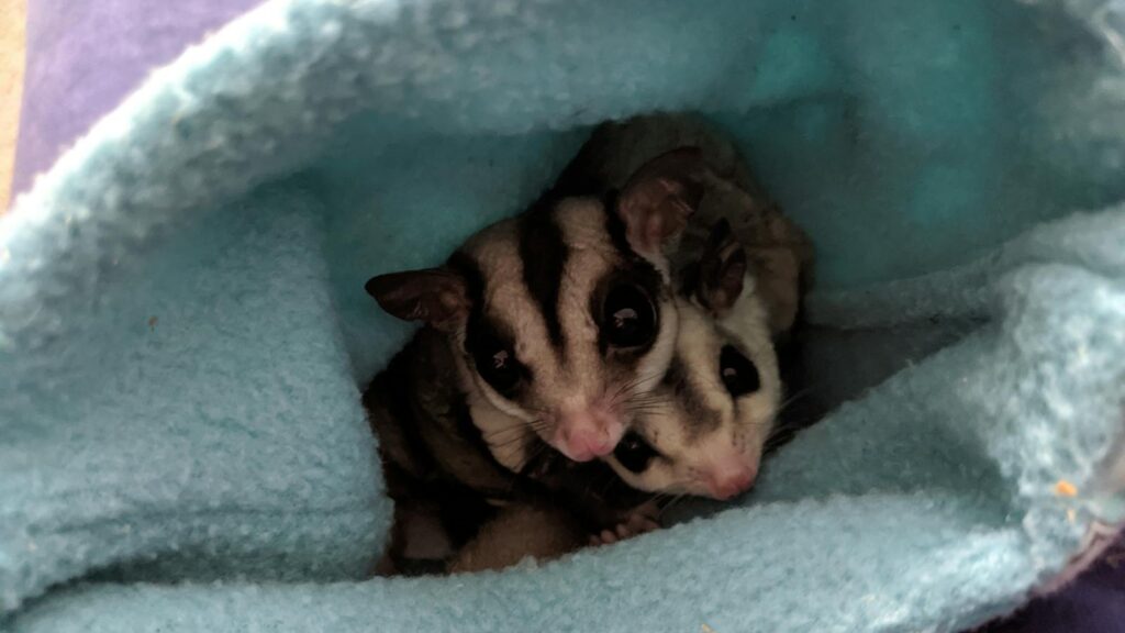 Adorable sugar gliders nestled inside a cozy fabric pouch, showcasing their curious nature.