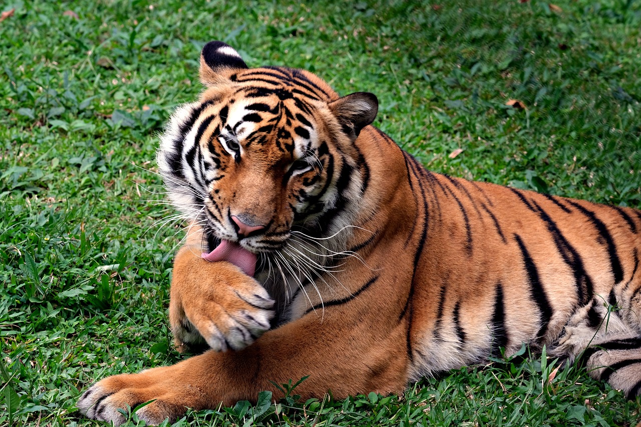 bengal tiger, animal, wildlife, tiger, wild animal, mammal, fauna, nature, bengal tiger, bengal tiger, bengal tiger, bengal tiger, bengal tiger