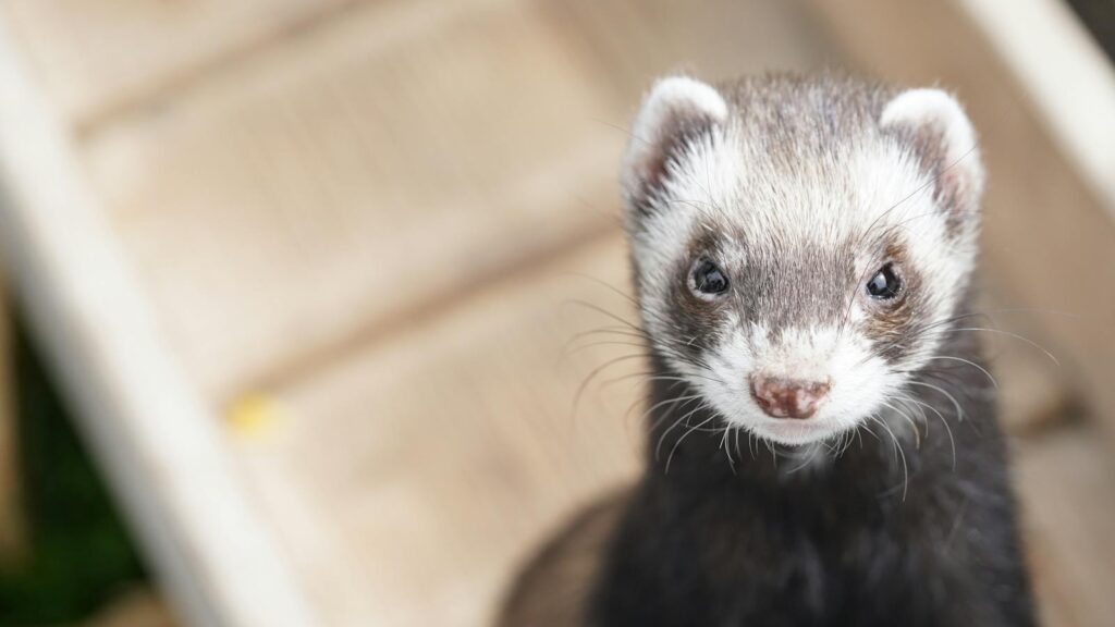 Adorable ferret portrait with whiskers visible, showcasing its curious expression.