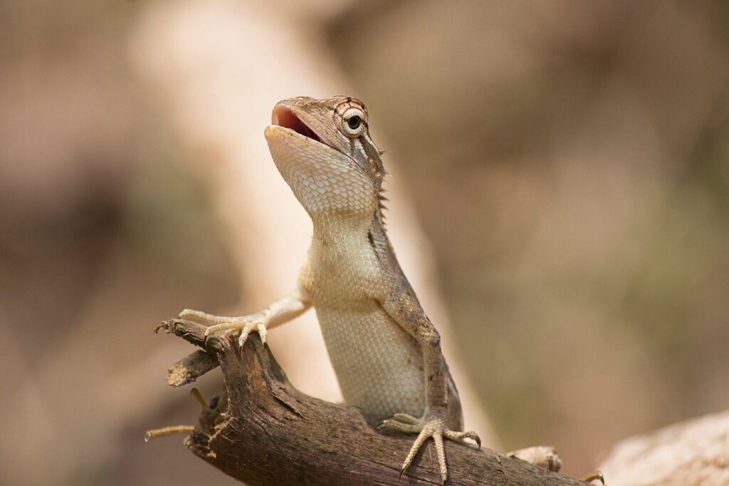 Aggression Signals: When Your Lizard Feels Threatened