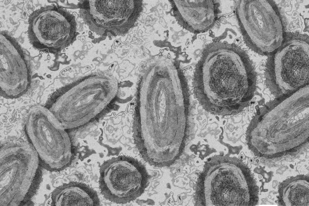 monkey pox, monkeypox virus, virus, infectious disease, pathogen, pandemic, endemic, disease, infection, monkey pox, monkey pox, monkey pox, monkey pox, monkey pox