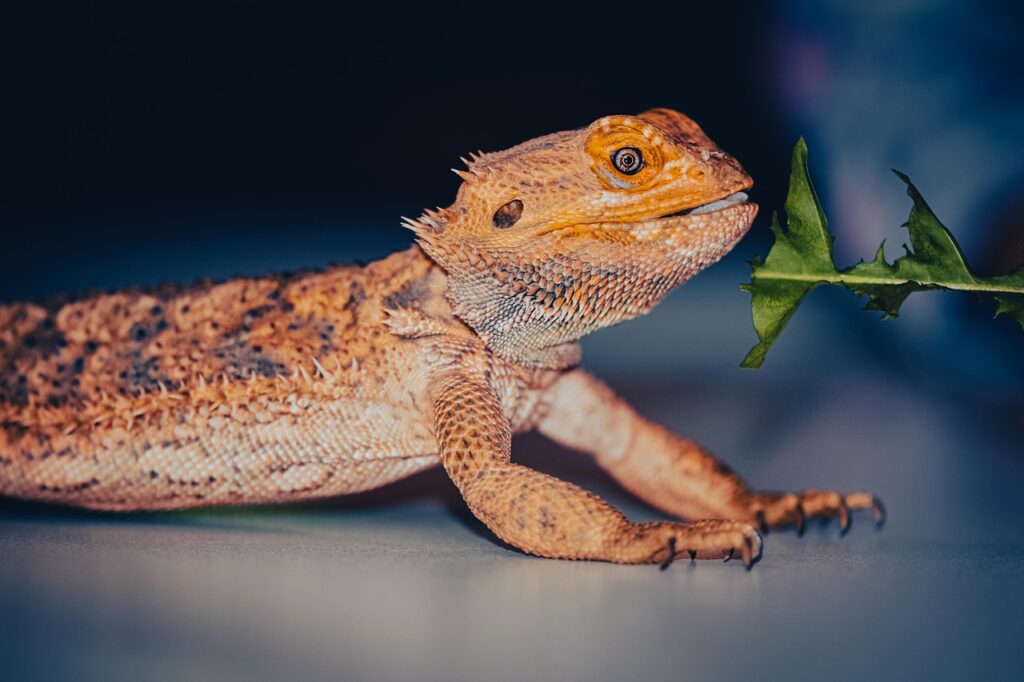 reptile, nature, bearded dragon, lizard, wildlife, animal, species