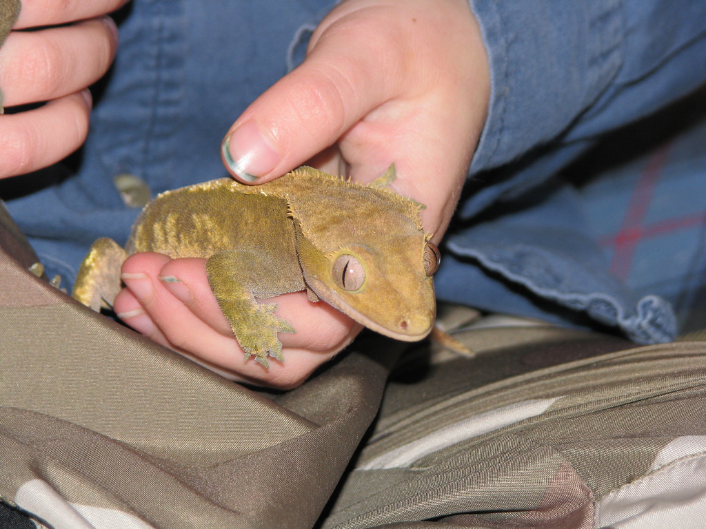 Squeaking: Communication During Handling