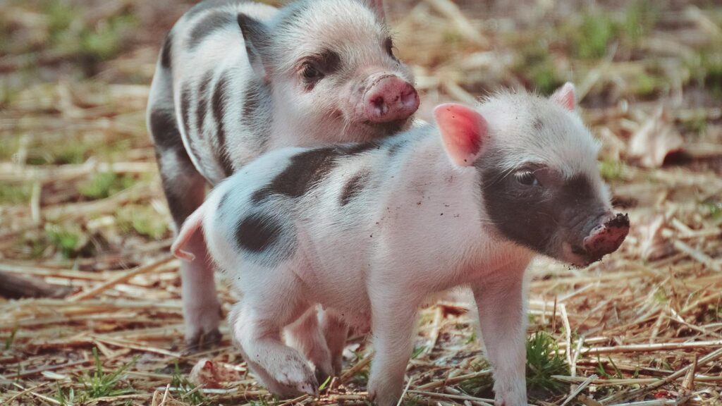 Two cute piglets playing outdoors, showcasing their playful nature.
