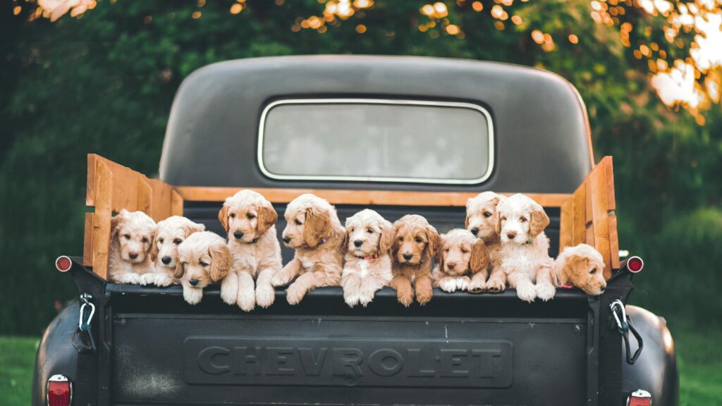 Charming puppies sitting in a vintage Chevrolet truck under a warm, sunset sky.
