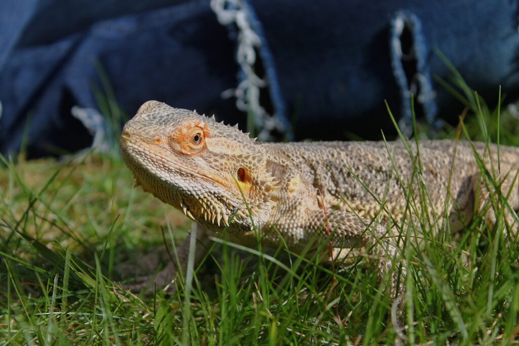 bearded dragon, nature, lizard, cool, awesome, animal, young, reptile