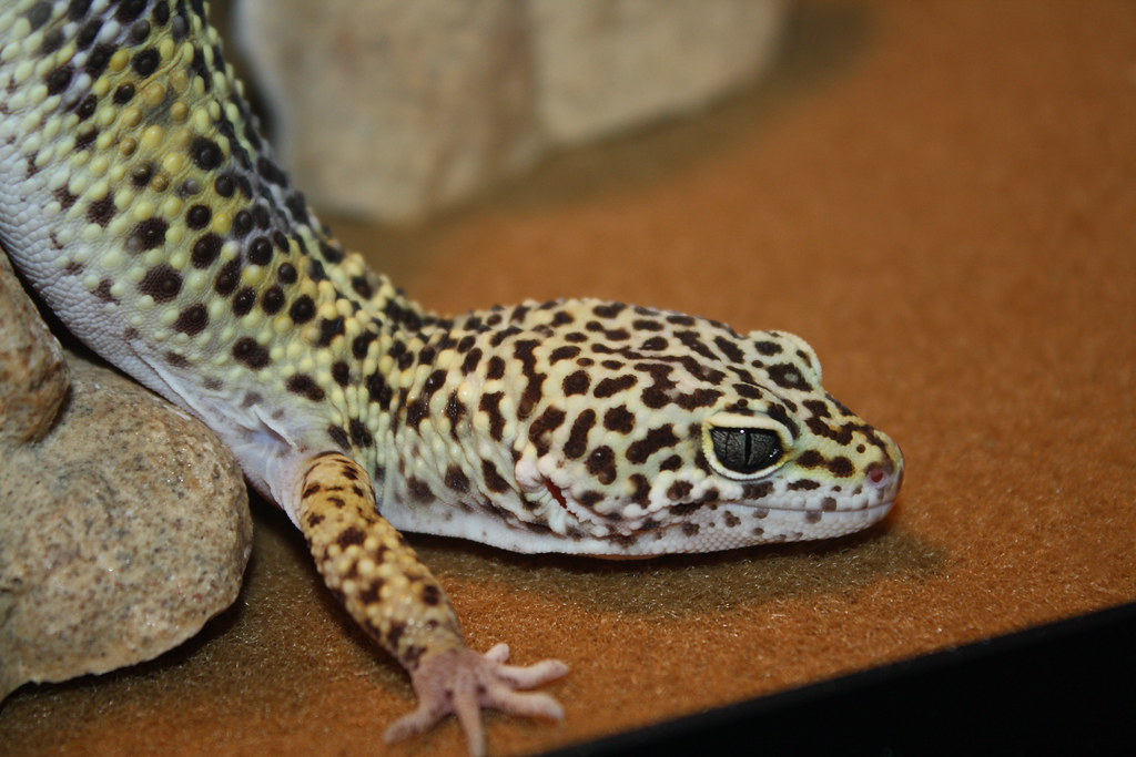 leopard gecko beside the the glass in its enclosure